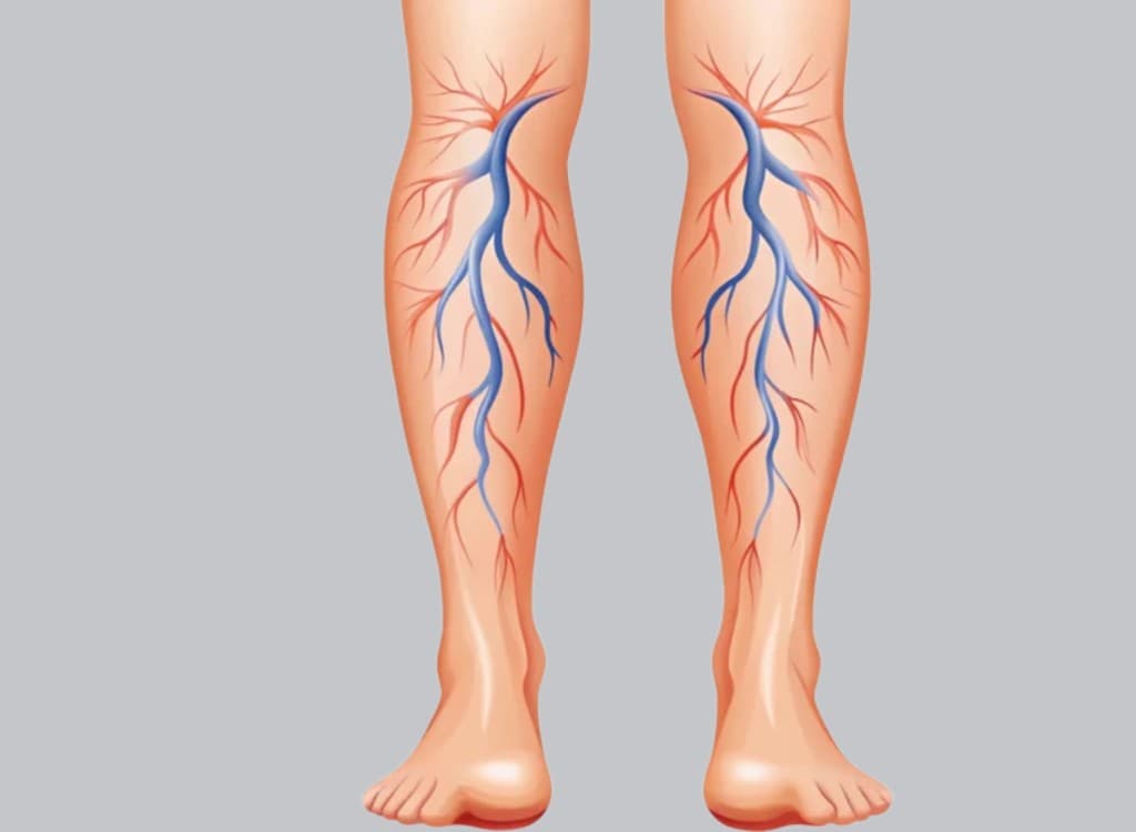 Illustration of arteries and veins running through both lower legs